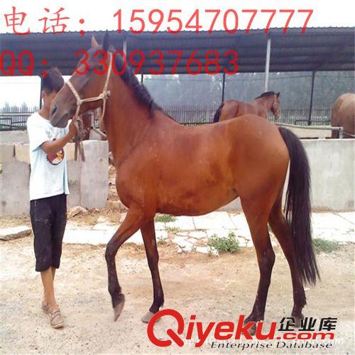 農(nóng)民發(fā)展致富就養(yǎng)阿拉伯馬 蒙古馬 伊犁馬 半血馬 億旺牧業(yè)原始圖片3