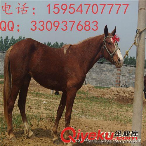 農(nóng)民發(fā)展致富就養(yǎng)阿拉伯馬 蒙古馬 伊犁馬 半血馬 億旺牧業(yè)