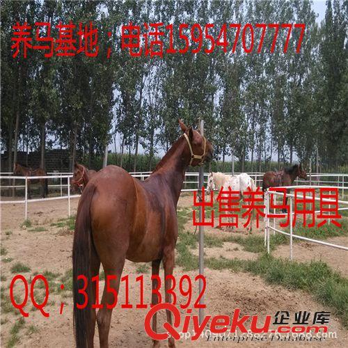 溫血馬 馬駒 可以騎的溫血馬要多少錢一匹？億旺牧業1