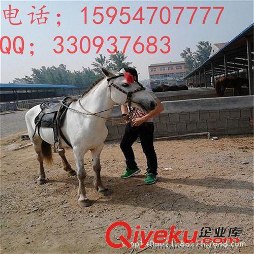 供應 伊犁馬 騎乘馬 婚慶用馬 旅游馬 觀賞馬 免費運輸 1