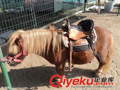 供應 伊犁馬 騎乘馬 婚慶用馬 旅游馬 觀賞馬 免費運輸 1