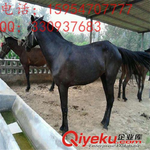 低價處理-蒙古馬馬駒 伊犁馬馬駒 青年馬 農家樂用馬 億旺牧業1