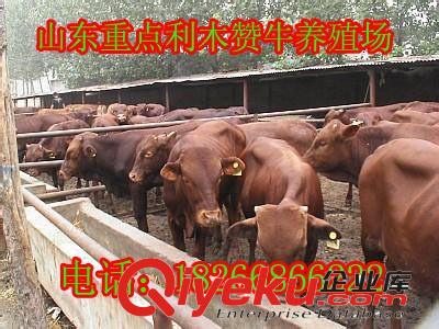 金門縣【西門塔爾牛{zx1}銷售中盛養殖場報價】牛犢價格 w
