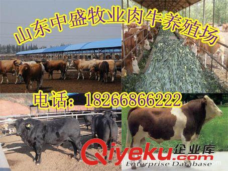 桐城西門塔爾牛養殖效益 牛犢漲勢最快 山東省畜牧局18266866222w