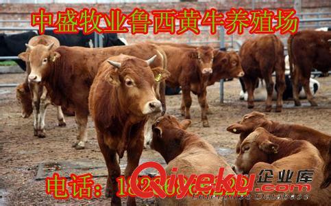 章貢區哪家養殖場的肉牛好 ？牛、肉牛、魯西黃牛 w