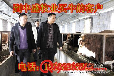 章貢區哪家養殖場的肉牛好 ？牛、肉牛、魯西黃牛 w