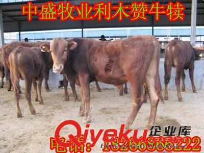 月湖區(qū) 做好檢疫的一批 改良肉牛犢 魯西黃牛 西門(mén)塔爾牛 w