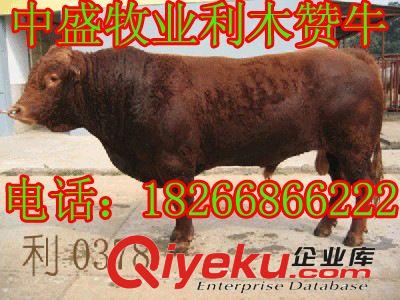 路橋區西門塔爾牛犢現在的價格?什么地方的? w