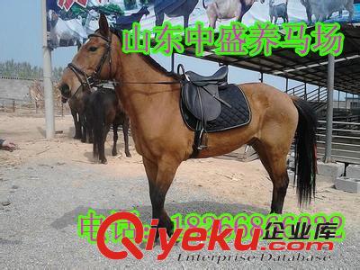 七臺河阿拉伯馬多少錢一匹？騎乘馬價格-蒙古馬價格 w
