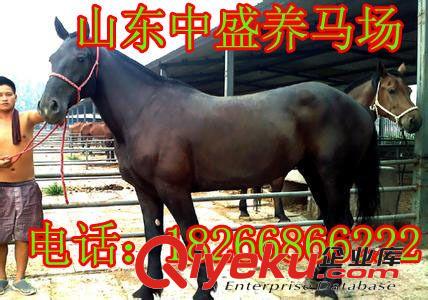 賀州養馬業 山東阿拉伯馬價格 阿拉伯馬養殖前景 蒙古馬 aw