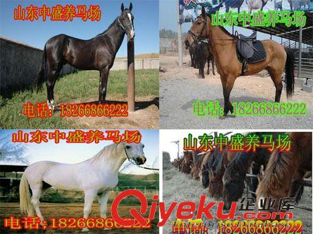 遼源阿拉伯馬多少錢一匹？騎乘馬價格-蒙古馬價格 w