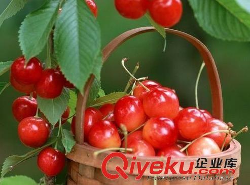 包郵巴西針葉櫻桃基地直供 cdj批發(fā) 櫻桃 櫻桃種木原始圖片2