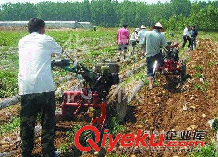 全新土豆收獲機--各種型號土豆收獲機--紅薯收獲機--多功能型/原始圖片3