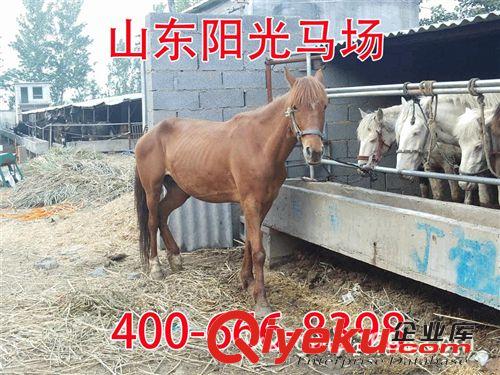 汗血馬價格，汗血馬多少錢一匹？各大、外觀漂亮