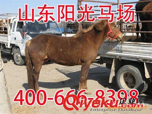 肉馬價格，肉馬多少錢一頭、出肉率高、利潤高原始圖片2