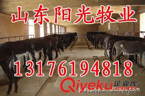 供應肉驢，毛驢德州驢