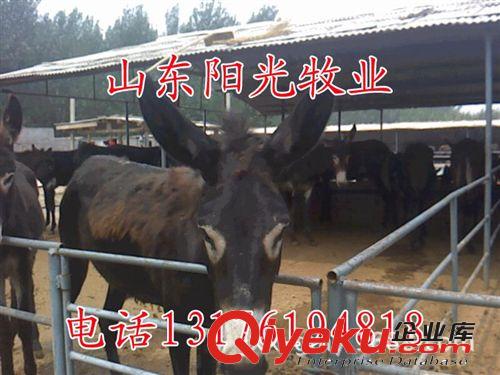 供應佳米驢、肉驢、驢山東陽光牧業大型牛羊驢繁育供種基地