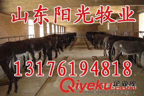 供應佳米驢、肉驢、驢山東陽光牧業大型牛羊驢繁育供種基地