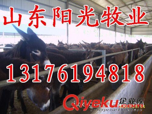 供應(yīng)德州肉驢 江西肉驢 河南肉驢