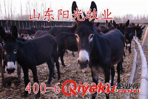 供應(yīng)德州肉驢 江西肉驢 河南肉驢