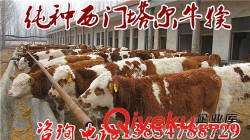 肉牛犢西門塔爾牛純種西門塔爾牛牛犢價格養殖利潤