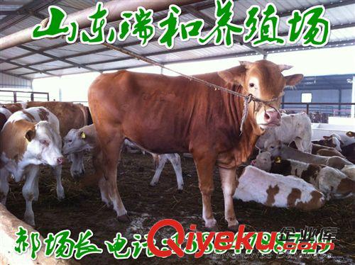 肉牛犢西門塔爾牛純種西門塔爾牛牛犢價格養(yǎng)殖利潤