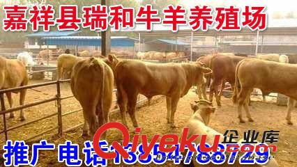 肉牛犢養殖場魯西黃牛養殖基地魯西黃牛牛犢價格原始圖片3