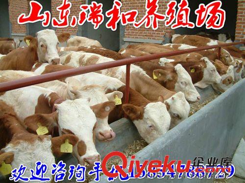 肉牛犢養(yǎng)殖場(chǎng)西門塔爾牛牛犢養(yǎng)殖基地西門塔爾牛價(jià)格