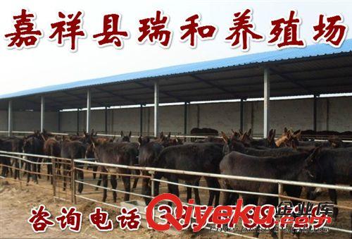 养驴场肉驴繁育基地养驴的利润肉驴价格