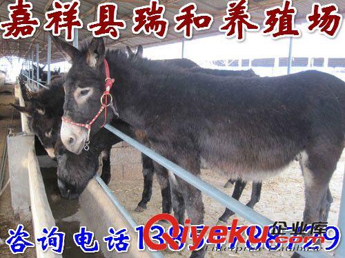 肉驴养殖场肉驴价格驴养殖养殖驴养殖