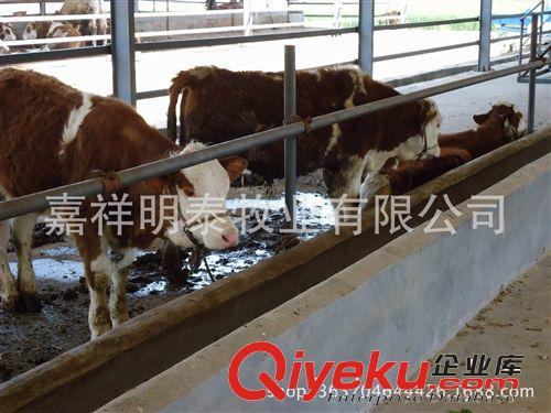 【推薦產品】長期銷售魯西黃牛 肉牛魯西黃牛 育肥魯西黃牛