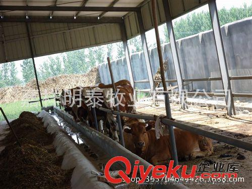 【推薦產品】長期銷售魯西黃牛 肉牛魯西黃牛 育肥魯西黃牛
