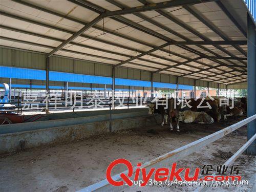 【推薦產品】長期銷售魯西黃牛 肉牛魯西黃牛 育肥魯西黃牛原始圖片3