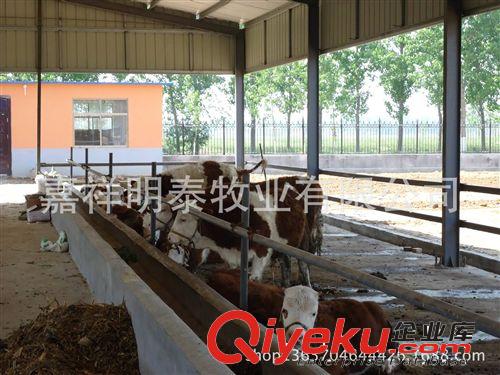 山東嘉祥明泰畜牧良種基地常年供應(yīng)優(yōu)質(zhì)種牛  魯西黃牛