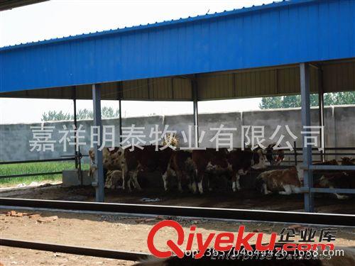 選好牛 到山東嘉祥明泰畜牧良種基地原始圖片3