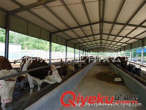 供應肉牛 魯西黃牛 肥牛 肉牛養殖 育肥肉牛