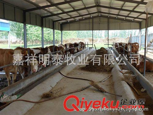 山東明泰畜牧良種基地  常年供應各種優質西門塔爾牛 肉牛