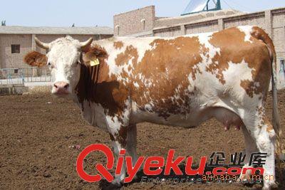 牛 西門(mén)塔爾牛供應(yīng) 西門(mén)塔爾牛犢價(jià)格