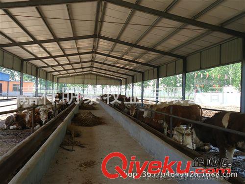 選優質肉牛 到山東嘉祥明泰畜牧良種基地原始圖片2