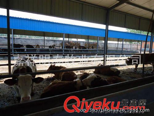 選優質肉牛 到山東嘉祥明泰畜牧良種基地原始圖片3