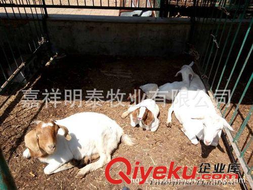 羊羔品種—小尾寒羊—白山羊—黑山羊—波爾山羊 13287298999
