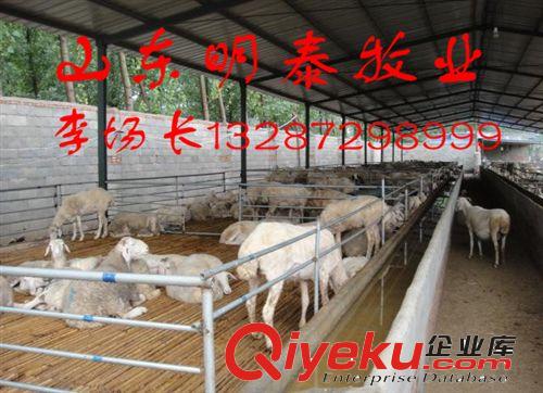 廠家熱銷  供應小尾寒羊—小尾寒羊價格—小尾寒羊養殖技術