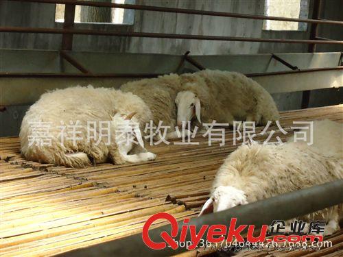 【山東】小尾寒羊養殖周期—小尾寒羊羊羔價格—養殖小尾寒羊利潤原始圖片2