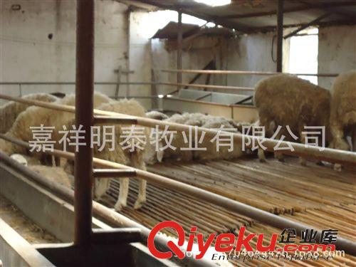 【山東】小尾寒羊養殖周期—小尾寒羊羊羔價格—養殖小尾寒羊利潤原始圖片3