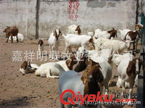 【山東】小尾寒羊養殖周期—小尾寒羊羊羔價格—養殖小尾寒羊利潤