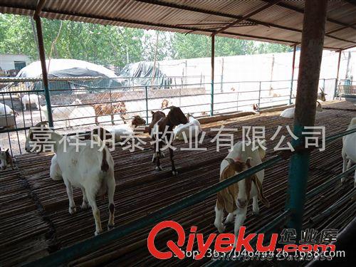 波爾山羊養殖 波爾山羊小羊價格 購買波爾山羊的利潤