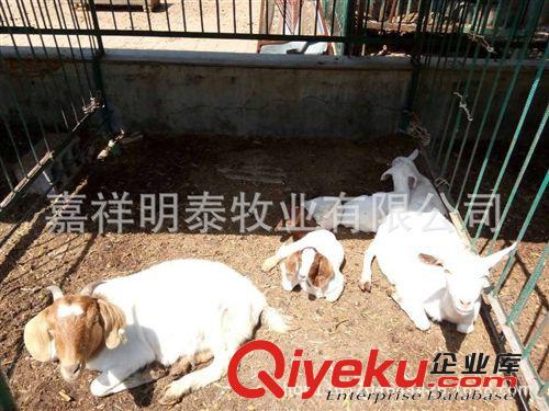供應種羊，養羊場，肉羊價格，波爾山羊，奶山羊  13287298999