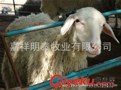 種羊基地小尾寒羊價格 波爾山羊 黑山羊 13287298999