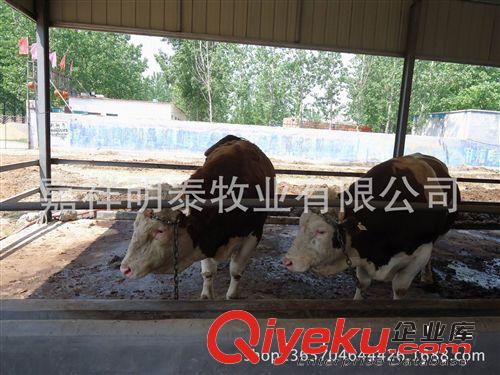 魯西黃牛正規廠家，魯西黃牛價格{zd1}