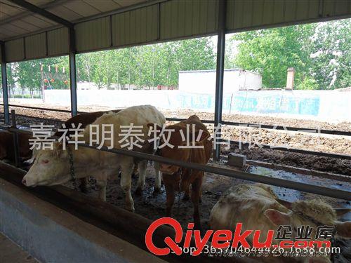 大量供應(yīng)西門塔爾牛 西門塔爾牛犢 種牛 量大優(yōu)惠